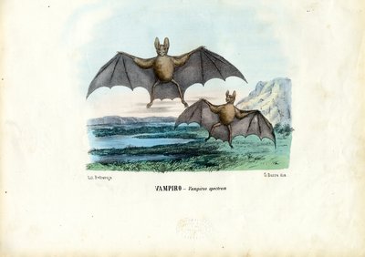 Vampirfledermaus, 1863-79 von Raimundo Petraroja